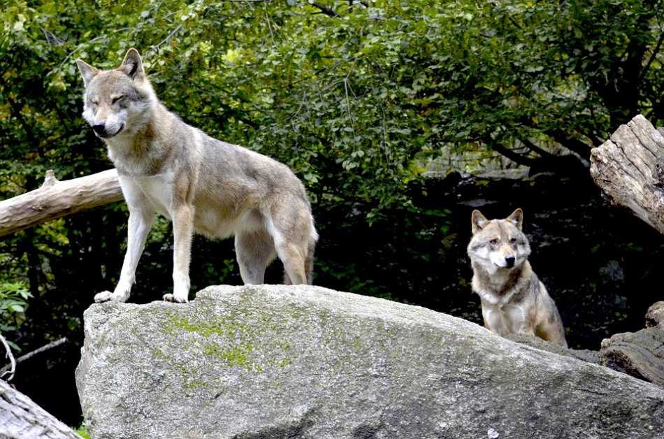 Семейная организация волков