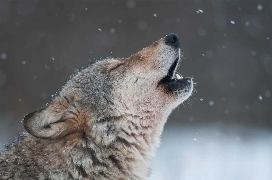 Влияние вожака на поведение волков