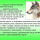 Как назвать хищное млекопитающее размерами пять букв