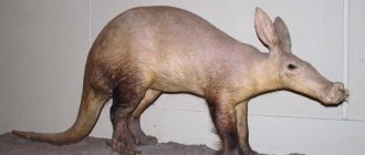 Как называется животное похожее на свинью с мордой муравьеда?