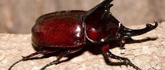 Как называется жук красный с рогами? Узнайте название этого жука
