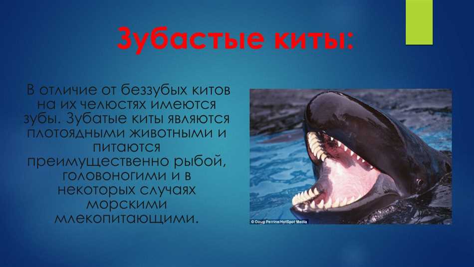 Как называется зубастый кит?