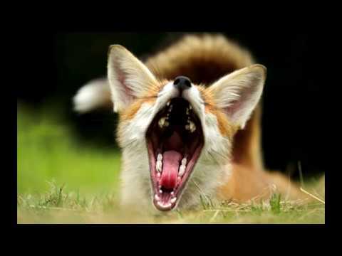 Уникальные звуки, которые издает лиса