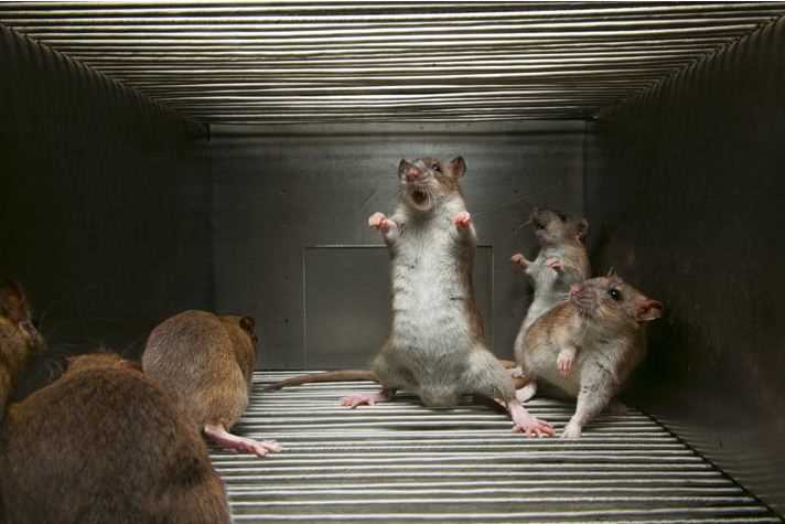 Разновидности крыс, способных убивать собратьев