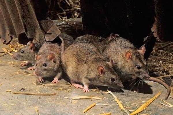 Как называют крысы которые убивают других крыс?