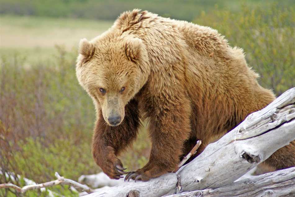 Как происходят названия медведей гризли типа?