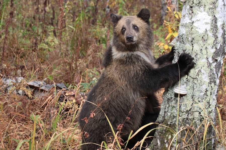Как называют медведей в Сибири?