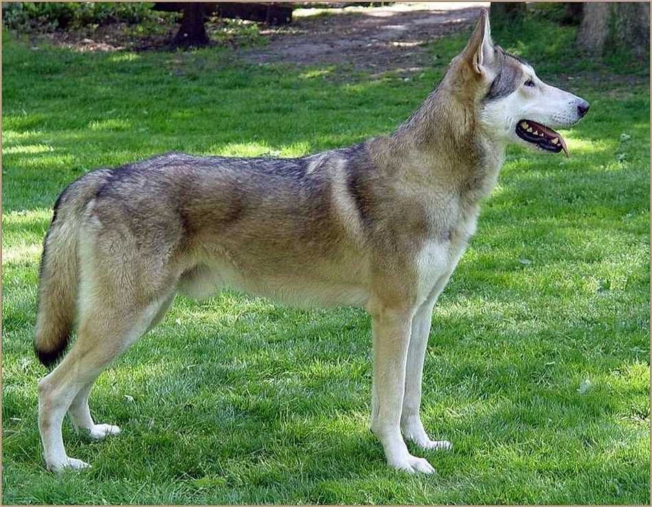 Немецкие волкодавы: великолепные собаки с непокорной сущностью