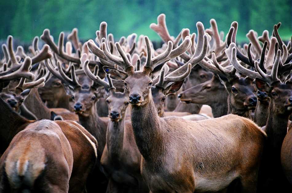 Эстетика и значение рогов молодых оленей