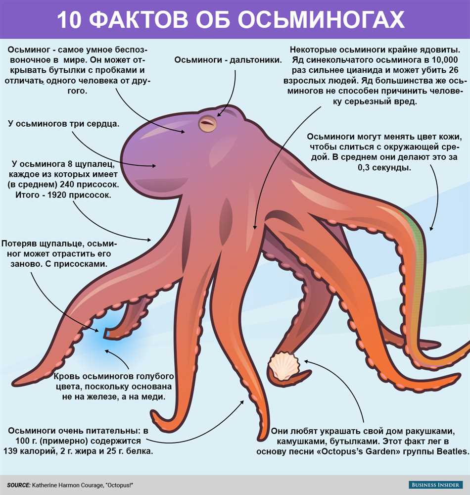 Что такое щупальца осьминога?