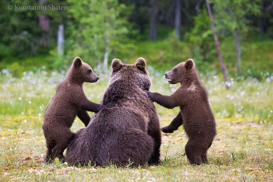 Как не огрести от медведя 5 основных правил?
