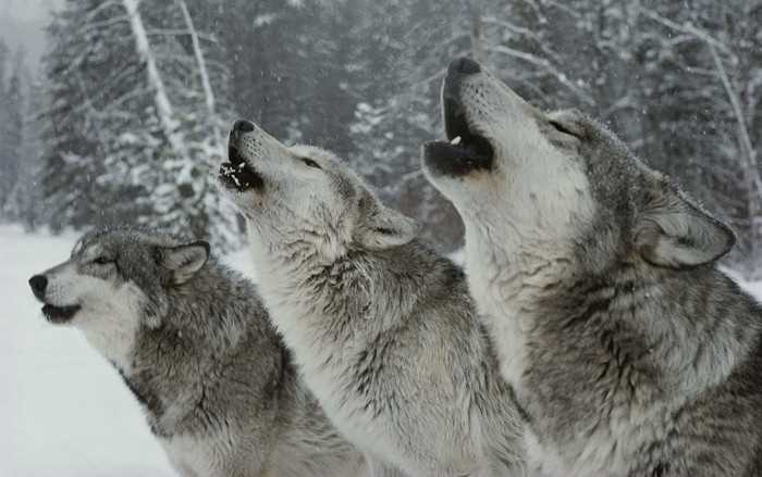 Звуки и жесты, которыми волки общаются