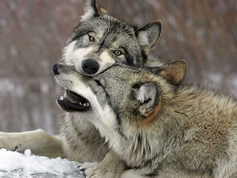 Как общается волк?