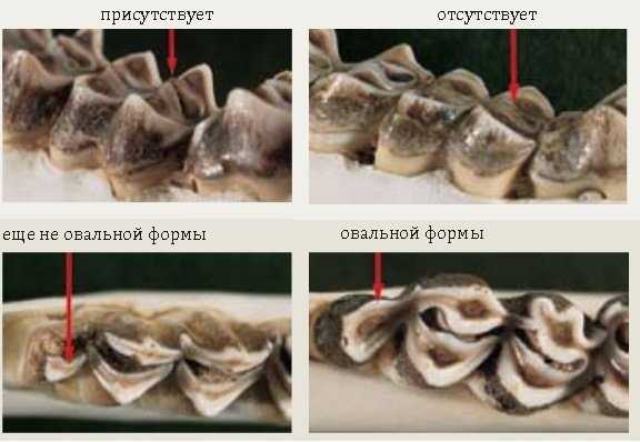 Как определить возраст оленя по рогам?