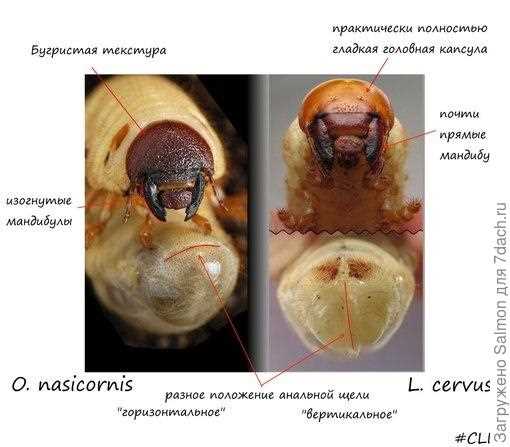 Места обитания и условия проживания