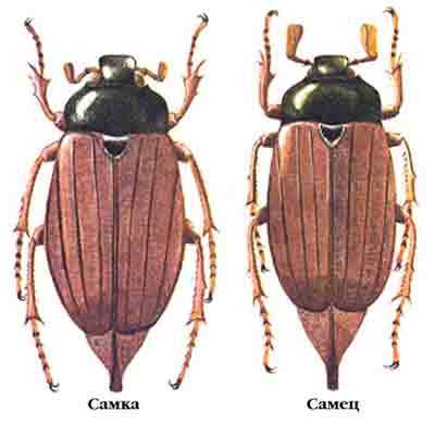Размеры тела самок и самцов майского жука