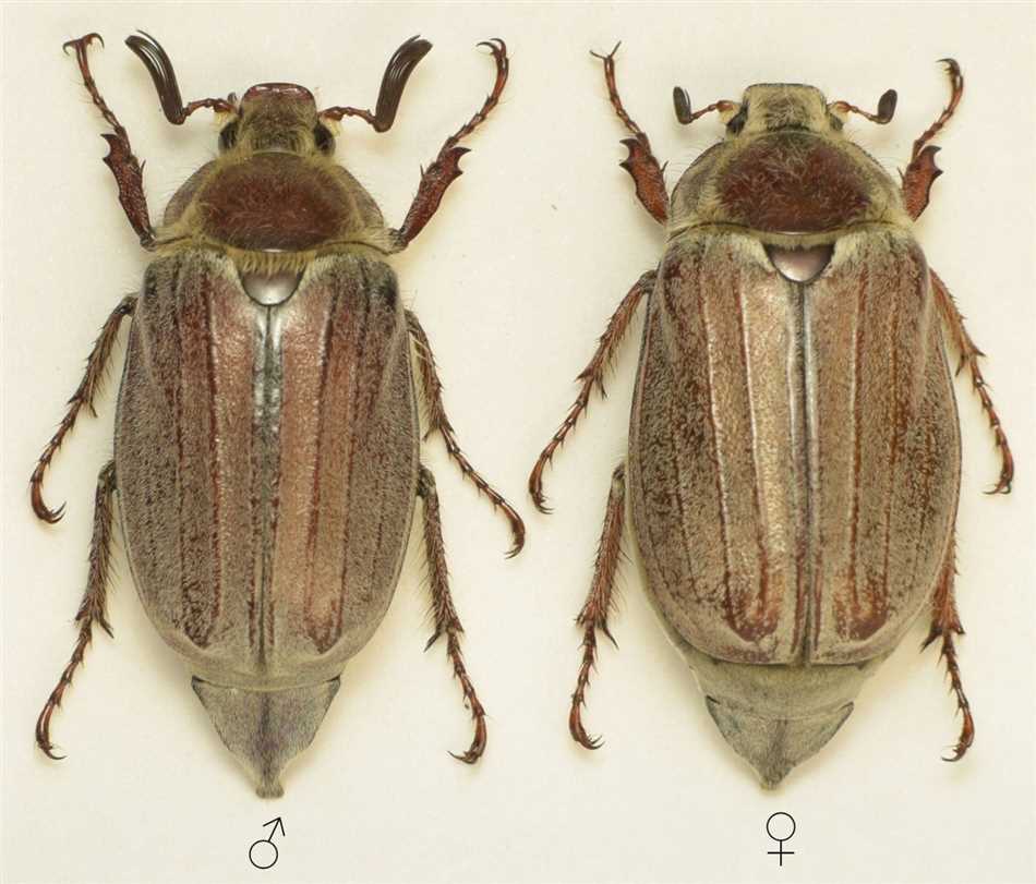 Физические особенности самцов и самок майского жука