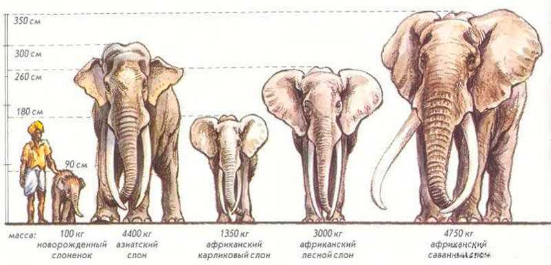 Как отличить слона от слонихи?