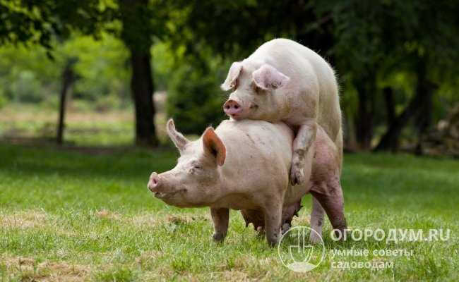 Различия в поведении свиней и хряков