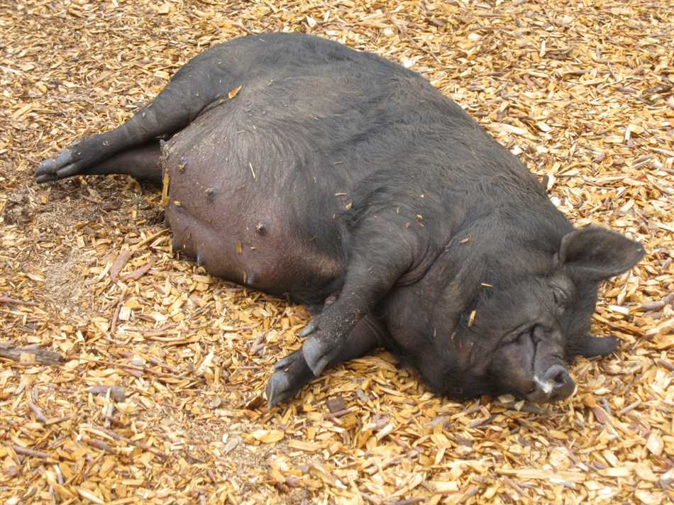Как отличить свинью от хряка?