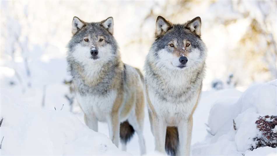 Как отличить волка от собаки: основные признаки