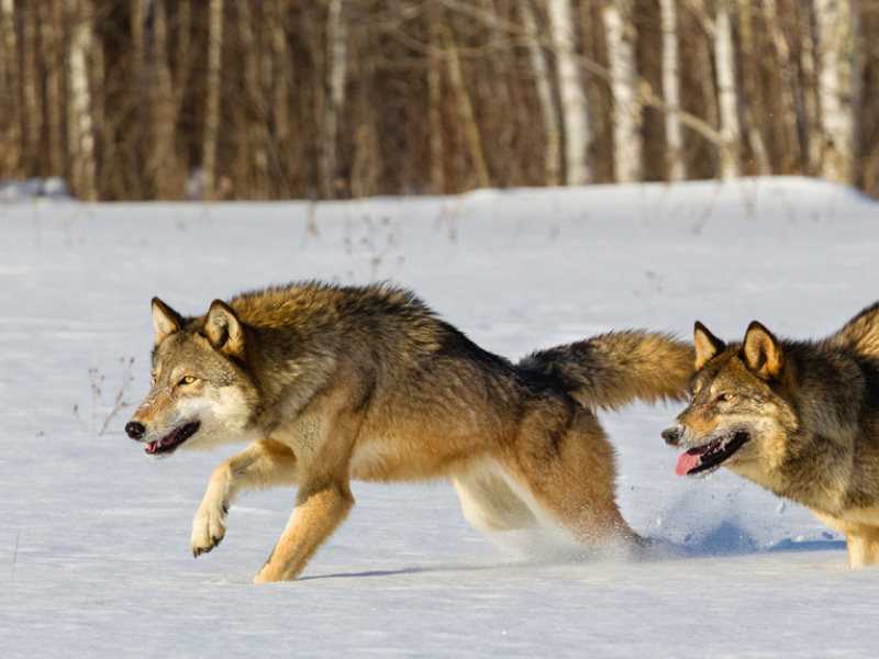 Тактика охоты у волков