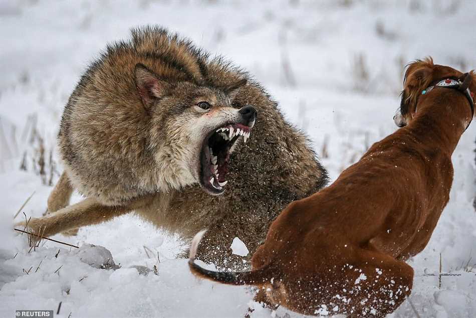 Поведение волков во время охоты