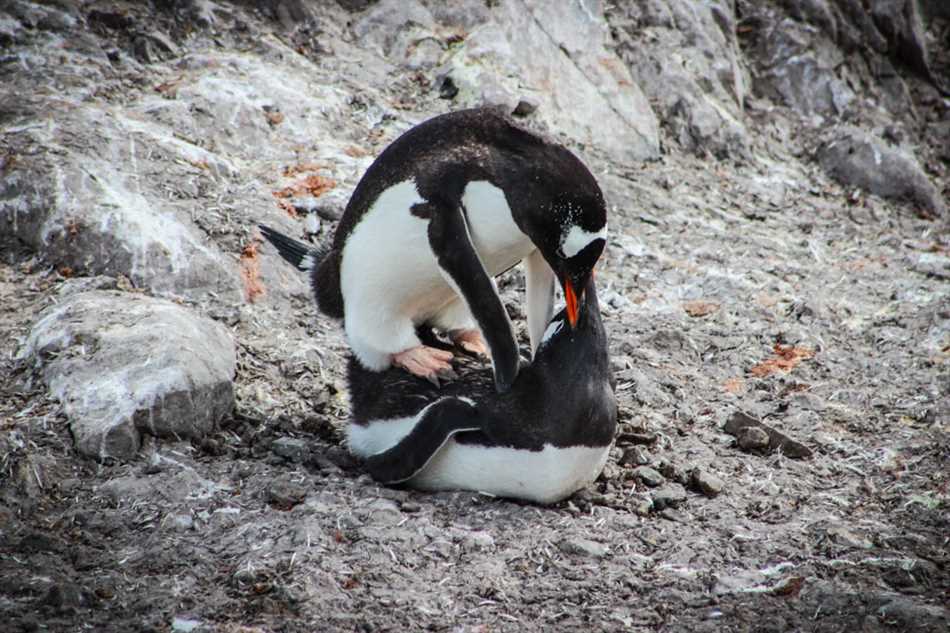 Как пингвины находят себе пару на всю жизнь?