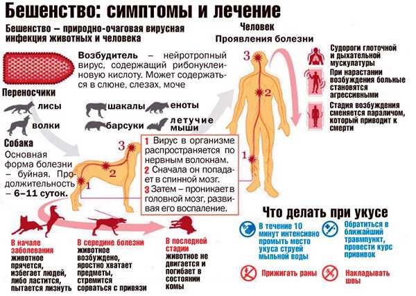 Что такое бешенство и как оно передается?