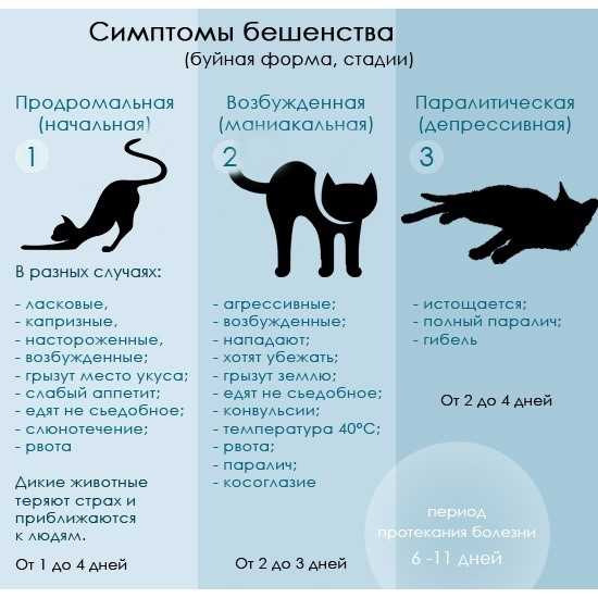 Симптомы бешенства у животных