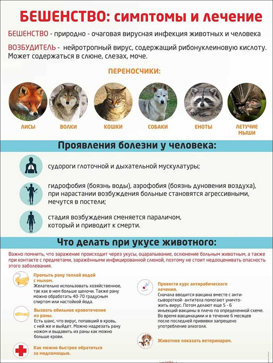 Как понять что животное болеет бешенством?