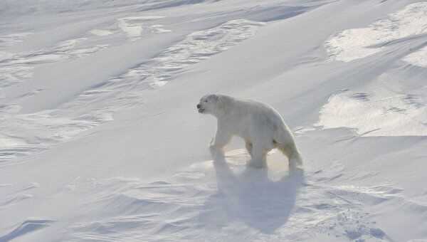 Эволюция и происхождение белых медведей