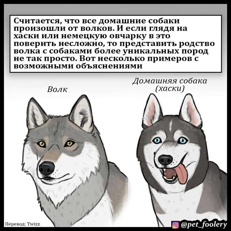 Эволюция волка: от предка кошачьего к хищнику с впечатляющей силой