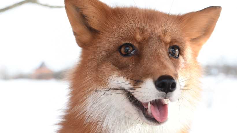 Как правильно лиса или лисица?