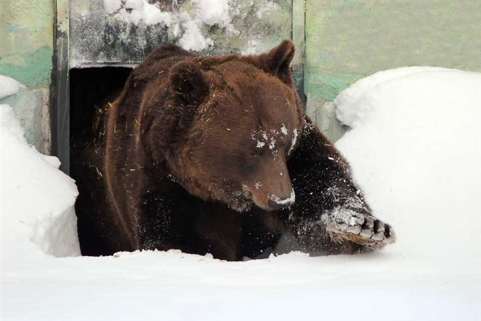 Зимняя спячка у медведя: что это такое и почему они засыпают?