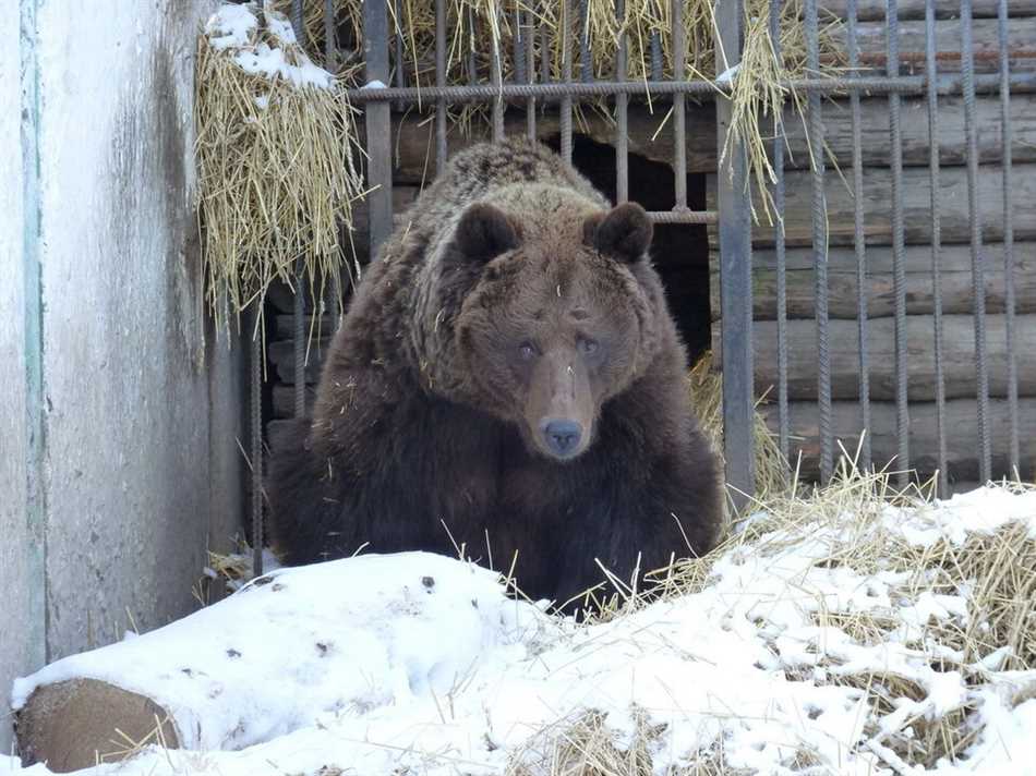 Описание спячки у медведей