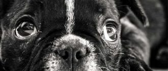 Отношение церкви к собакам: взгляд на духовное и добротно