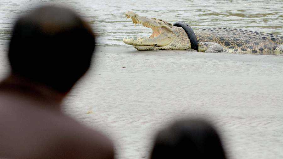 Как убивают крокодилов?
