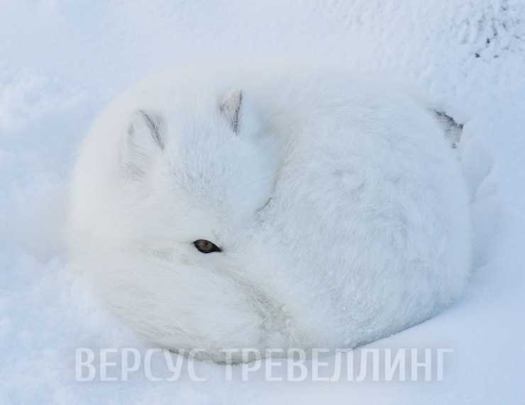 Лапкоклюв