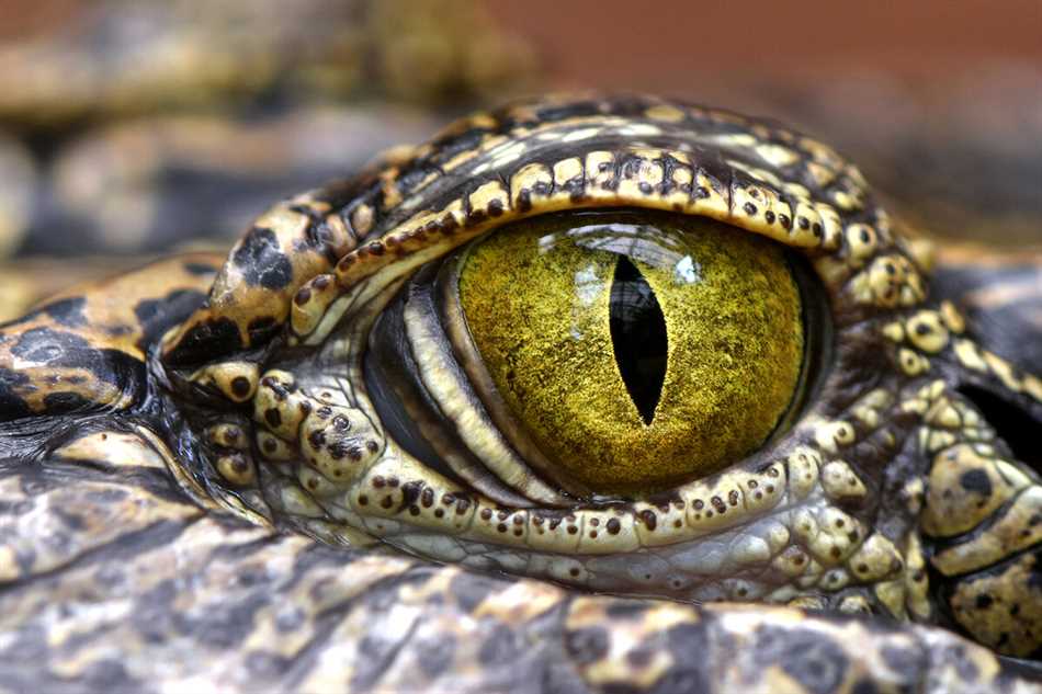 Крокодилы и ночное видение