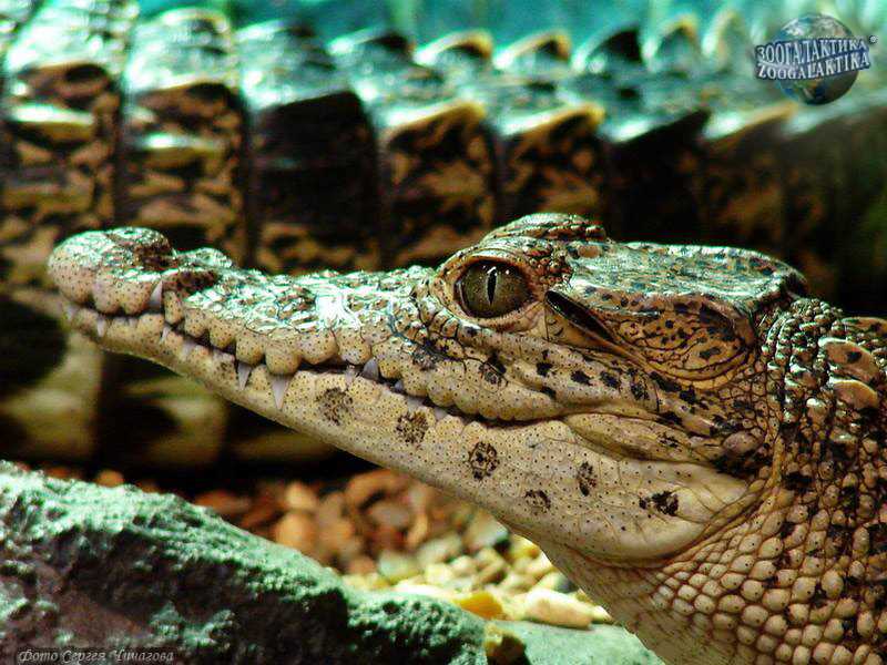 Особенности зрительной системы крокодила