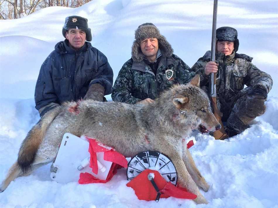 Как влияет на охоту волк?