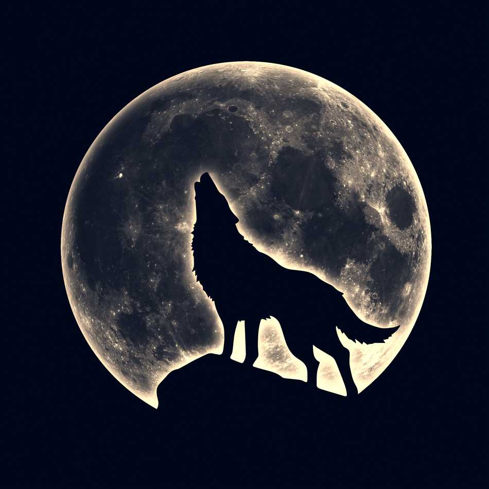 Причины и значение вой волка