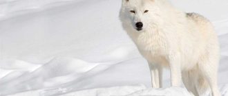 Как волк стал собакой: история и процесс приручения