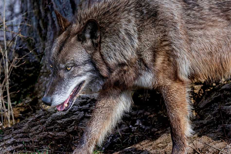 Древние представления о символике волка