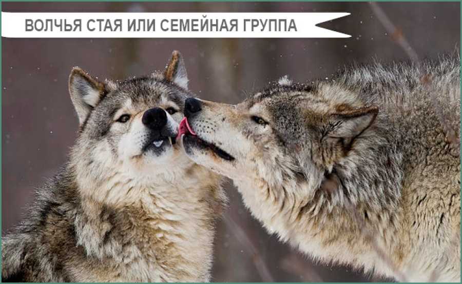 Как волки общаются с помощью языка тела?