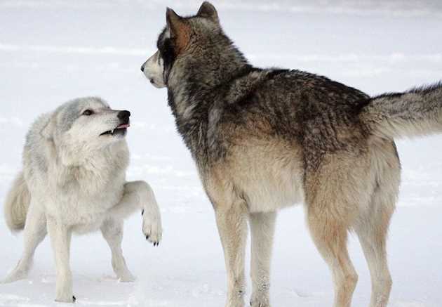 Как волки общаются с помощью запахов?