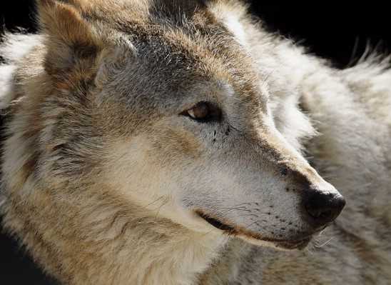 Как волки общаются с помощью звуков?