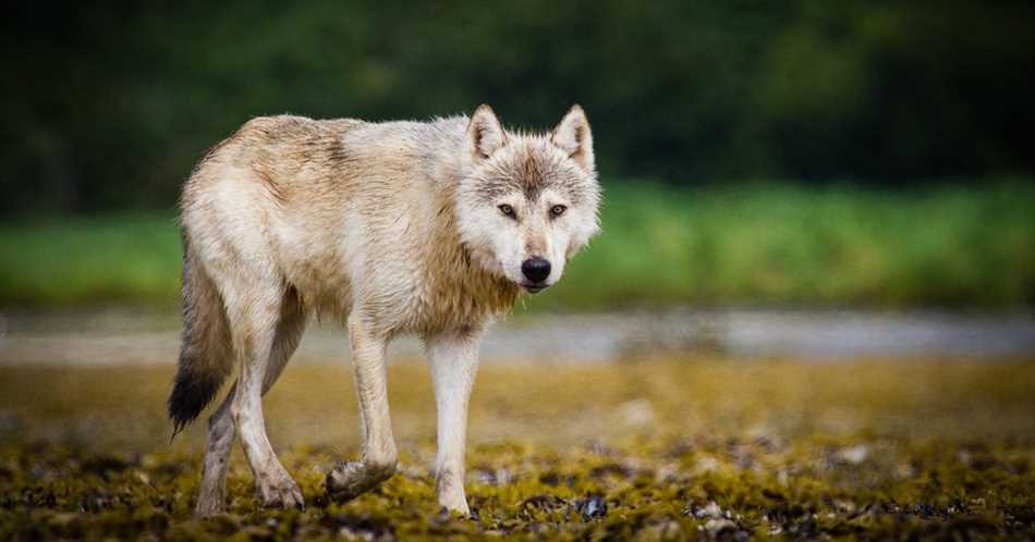 Как волки охотятся на крупных животных?