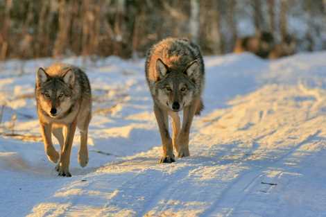 Координация и тактика волков при охоте